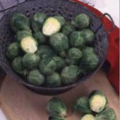 Long Island Improved Brussels Sprouts BS3-50