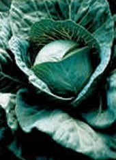 Discovery Cabbage Seeds CB19-50_Base