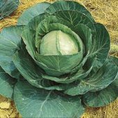 Premium Late Flat Dutch Cabbage Seeds CB12-250_Base
