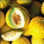 Amarillo Oro Melon Seeds CA52-50_Base