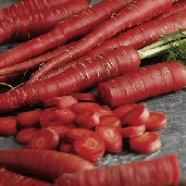 Samurai Red Carrot Seeds CT37-250_Base