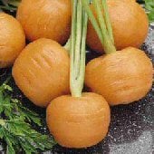 Thumbelina Carrot Seeds CT25-750_Base