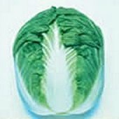 Blues Chinese Cabbage CB21-50
