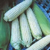 Stowell's Evergreen Corn CN28-50_Base