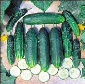 A & C Pickling Cucumbers CU82-20