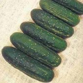 Calypso Cucumbers CU40-20