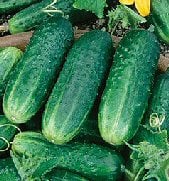 Carolina Pickling Cucumbers CU43-20