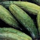 National Pickling Improved Cucumbers CU16-20