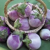 Round Mauve Eggplants EG42-20