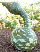 Speckled Swan Gourds GD16-10