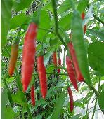 Aji Peruvian Hot Peppers HP1065-20