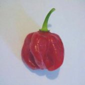 Aji Rurrenabaque Hot Peppers HP1038-10