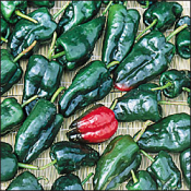 Ancho Gigantea Hot Peppers HP415-20
