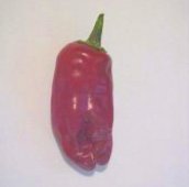 Broome Hot Peppers HP986-10