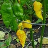 Fatalii Hot Peppers (Yellow) HP80-20_Base