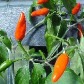 Jamaican Kitchen Hot Peppers HP1083-10_Base