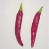 Lal Mirch Pepper Seeds HP1085-10_Base
