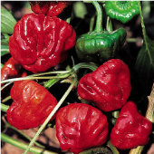 Mushroom Hot Peppers (Red) HP159-20
