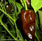 Poblano L Hot Peppers HP187-20