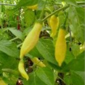 Peru Hot Peppers (Yellow) HP381-20
