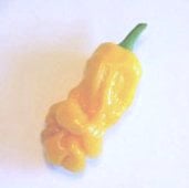 Peter Pepper Hot Peppers (Yellow) HP185-10