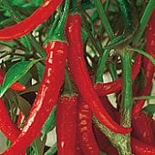 Ring of Fire Hot Peppers (Red) HP198-20