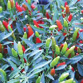 Rooster Spur Hot Peppers HP1197-10