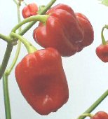 Surinam Hot Peppers (Red) HP1936-10
