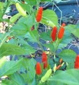 Tabasco Hot Peppers (McIlhenny-Genuine) HP540-20
