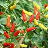 Tabasco Hot Peppers HP232-20