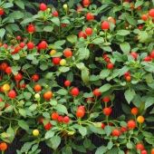 Tepin Hot Peppers HP239-20