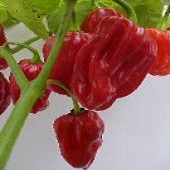 Tobago Seasoning Hot Peppers (Red) HP480-10