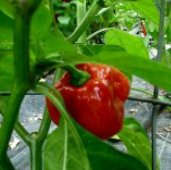 West Indian Red Hot Peppers HP885-10