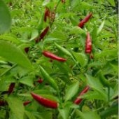 Xigole Hot Peppers HP870-20