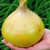 Giant Onions