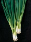 White Spear Bunching Onions ON17-100