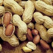 Jumbo Virginia Peanut 10 seeds Extra Large Heirloom CombSH D81 Non GMO