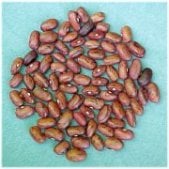 Vermont Cranberry Bean Seeds BN16-50_Base