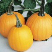 Spookie Pumpkins PM23-10