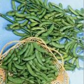 Beans - Soybeans