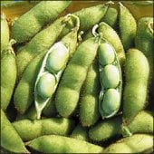 Envy Soybeans BN34-50