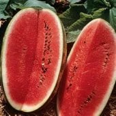 Allsweet Watermelon Seeds WM1-20_Base