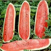 Jubilee Watermelons (Improved Strain) WM12-20