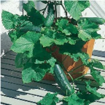 Picture for category Hanging Basket Cucumbers