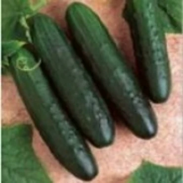 Picture for category Farmer's Market Cucumbers