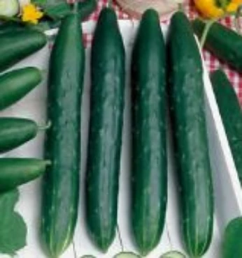 Picture for category Slicing Cucumbers