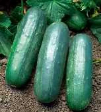 Picture for category Disease Resistant Cucumbers