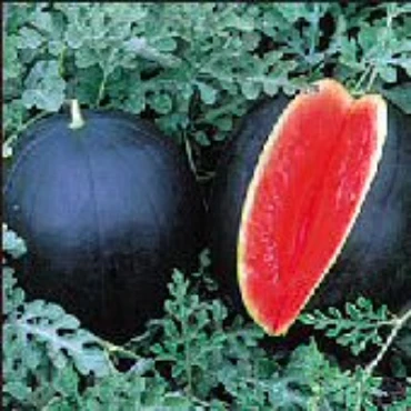 Picture for category Heat Tolerant