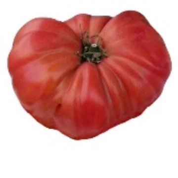 1884 Tomato Seeds