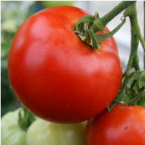 Abraham Lincoln Original Tomato TM382-20
